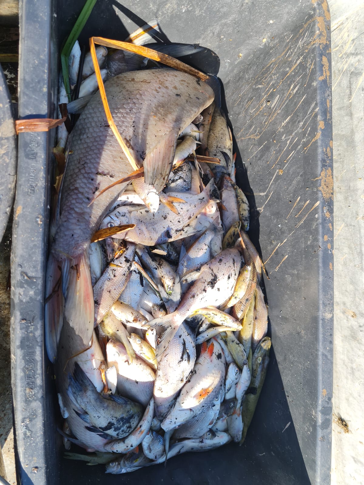 Sauerstoffmangel 2023